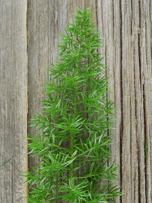 FOXTAIL GREEN FERN GREENS